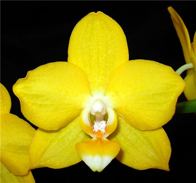 Мучнистый червец в цветке орхидеи